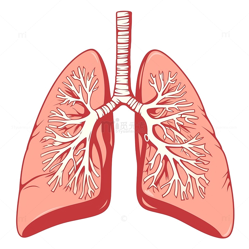 肺部卡通插画2