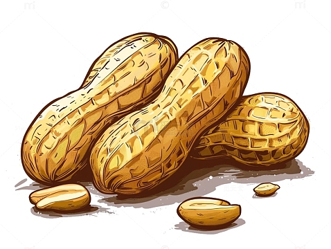 手绘花生卡通插画