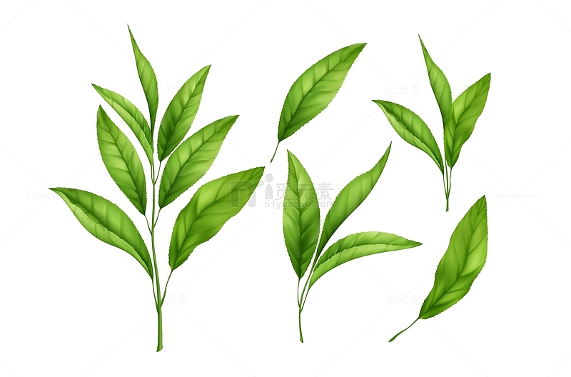 新鲜绿茶茶叶元素