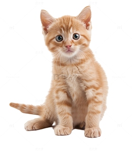 可爱猫咪的日常