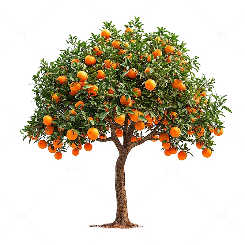 一棵橙树果树