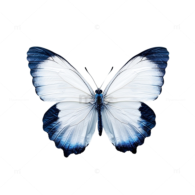 一只蓝白色蝴蝶