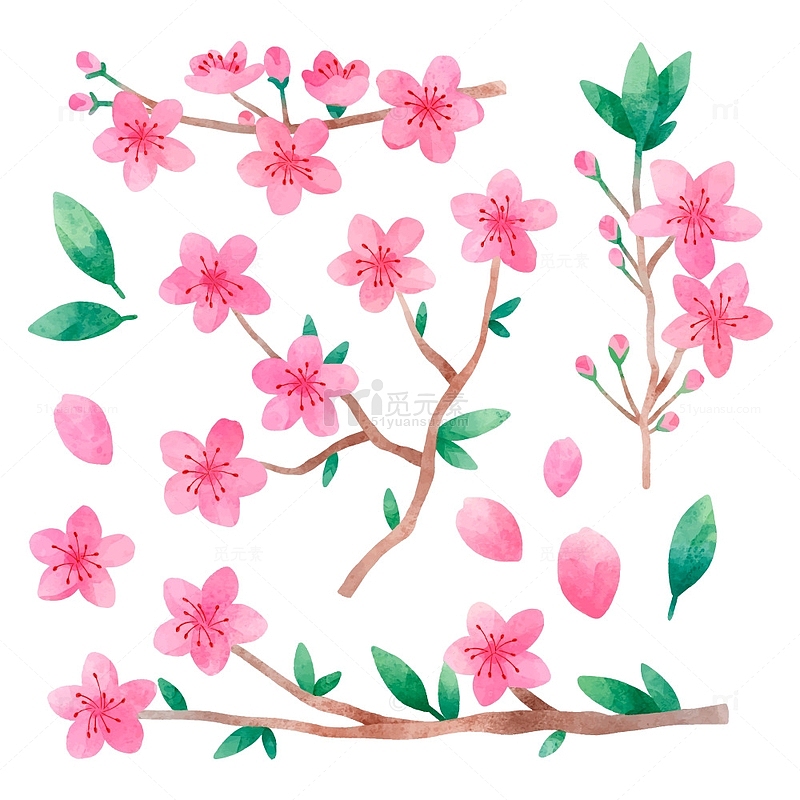 樱花树枝水彩手绘