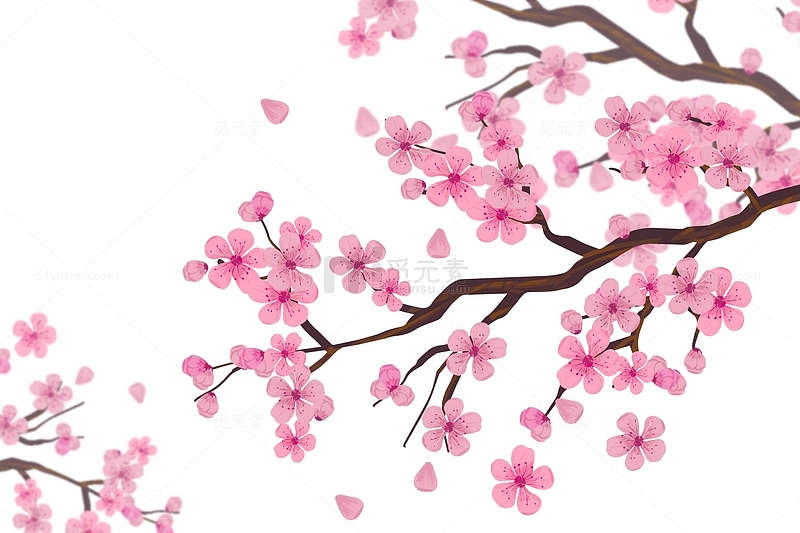 盛开的樱花春天花枝