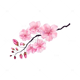一株美丽的桃花
