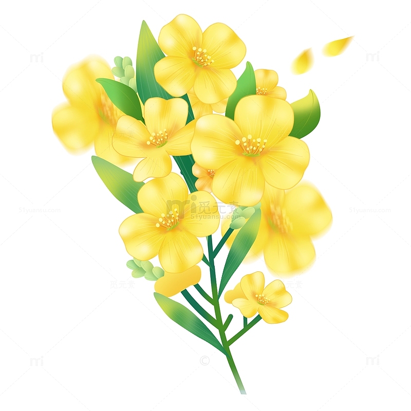 手绘文艺小清新春季油菜花植物装饰元素
