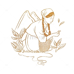 春天茶山采茶女孩