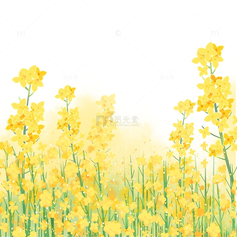 黄色小清新春季油菜花草丛植物插画背景