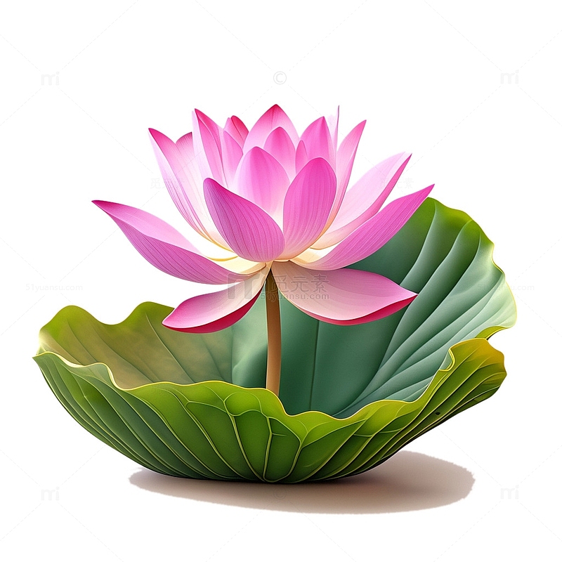 3D立体荷花花朵中国风荷叶5