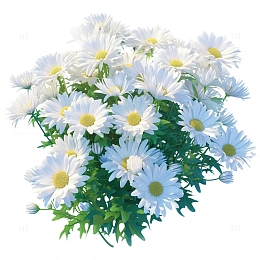 清明节菊花植物