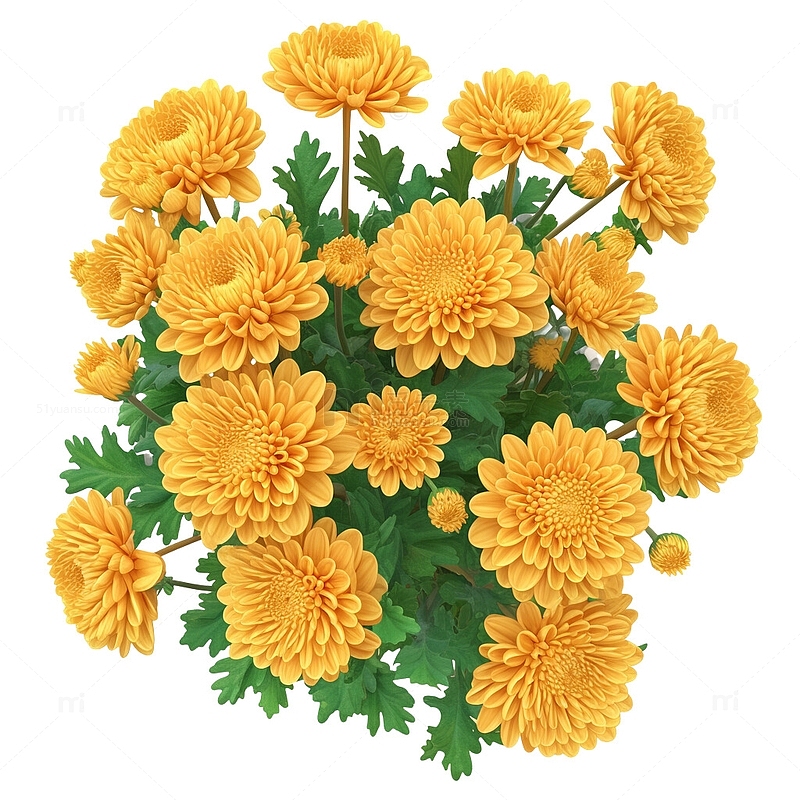 黄色菊花金菊植物