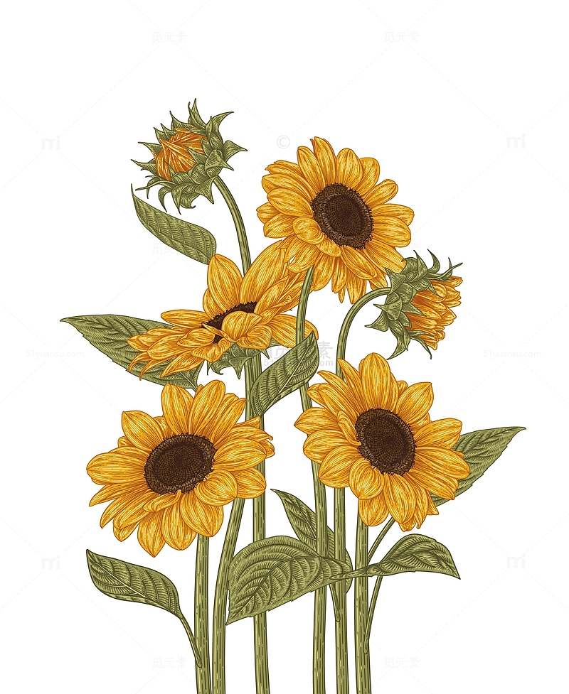 油画质感向日葵花卉手绘