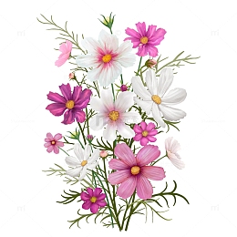 波斯菊菊花植物花卉