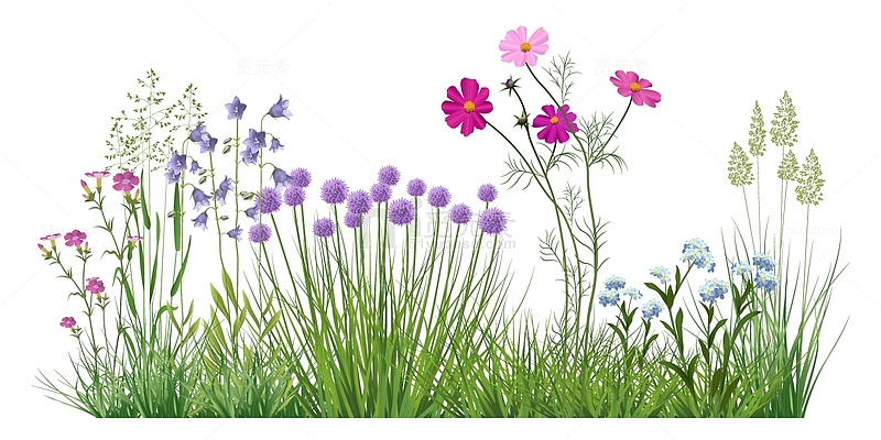 春季草地上的野花