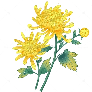 黄菊花卡通植物清明节祭祀元素