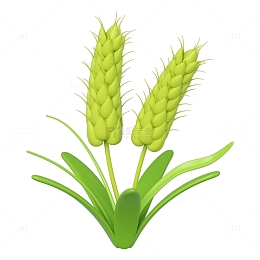 C4D小满小麦麦穗png图片
