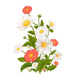 植物花卉小雏菊非洲菊