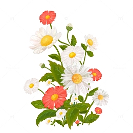 植物花卉小雏菊非洲菊