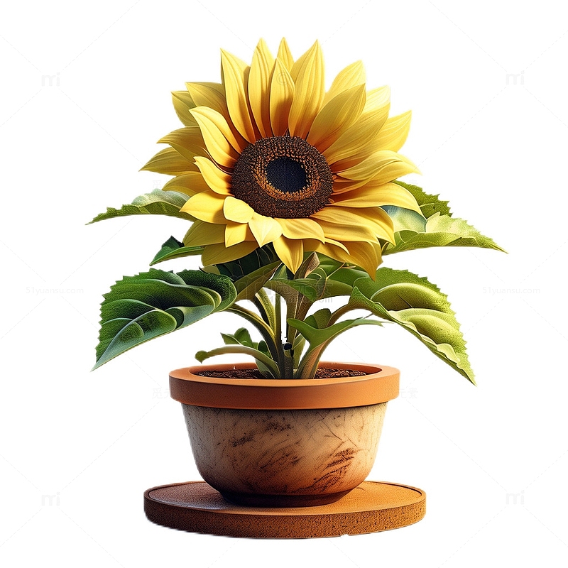 3D立体卡通向日葵盆栽花朵