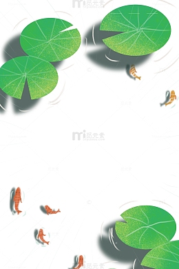 下雨天荷花池里的锦鲤