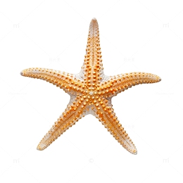 煲汤料海洋生物海星干