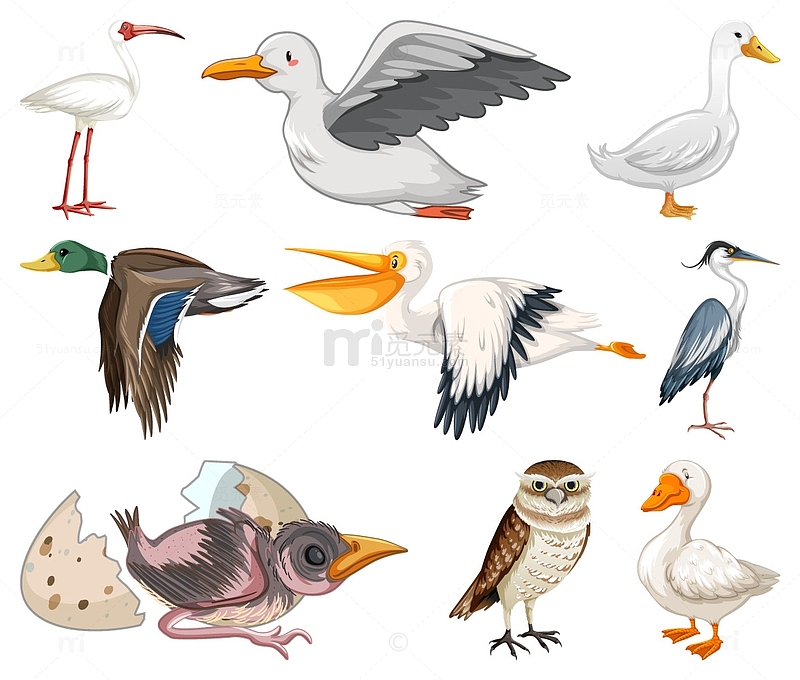 不同形态的鸟类