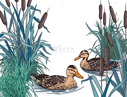 芦苇丛中的野鸭