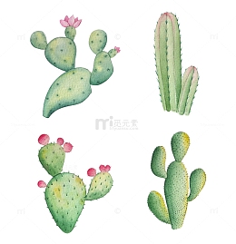 开花的仙人掌