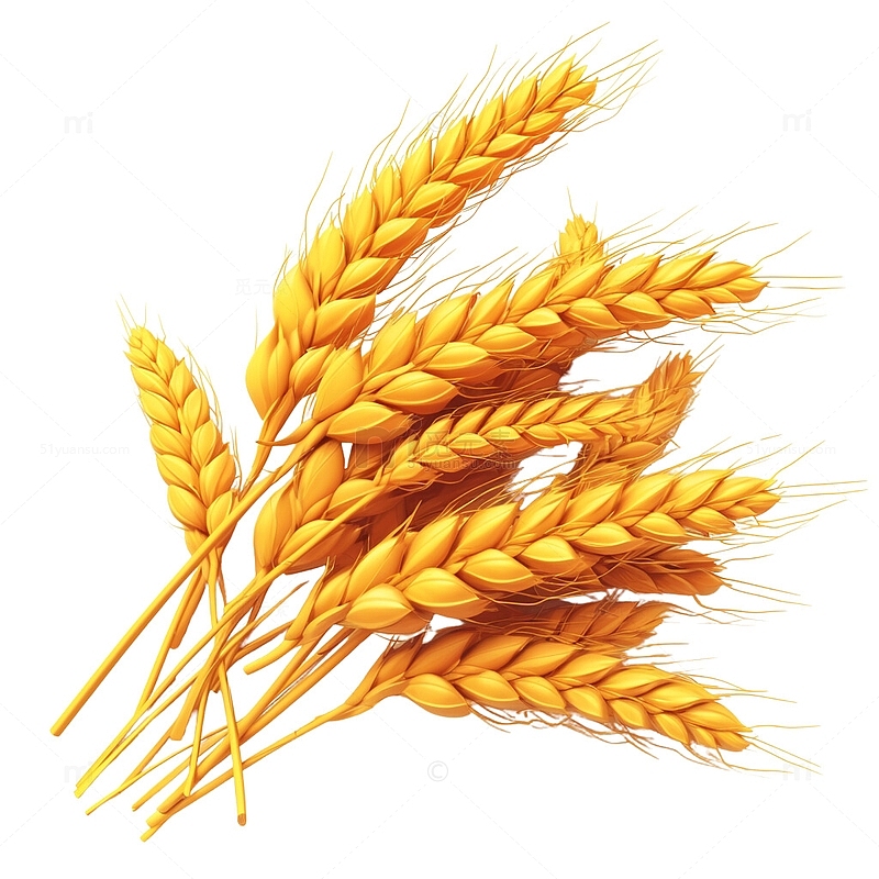 麦子大麦小麦2