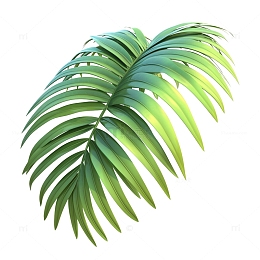 袖珍椰子叶子