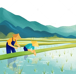 谷雨插秧农田