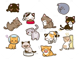 可爱的彩色宠物猫
