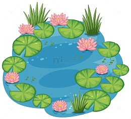 水塘中盛开的莲花
