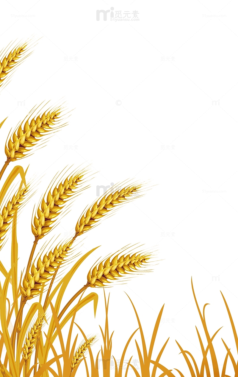 卡通彩绘麦子麦穗