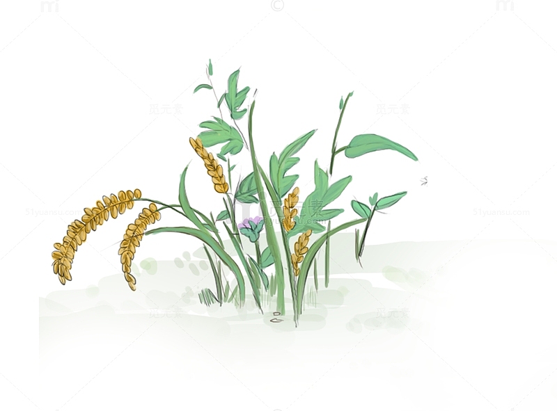 水稻高粱小麦植物元素