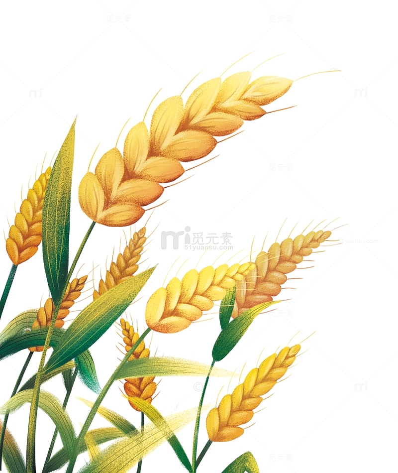 卡通彩绘麦穗谷穗小麦