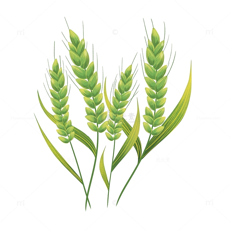 绿色麦穗小麦