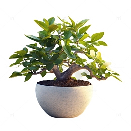 3D立体真实发财树盆栽植物观赏