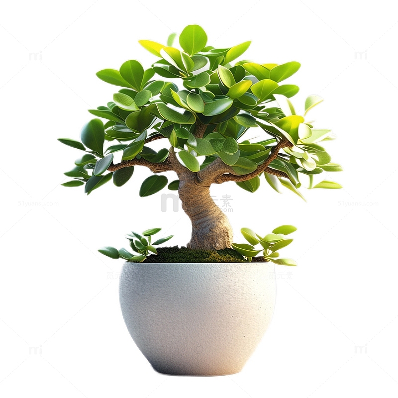 3D立体真实发财树盆栽观赏绿色