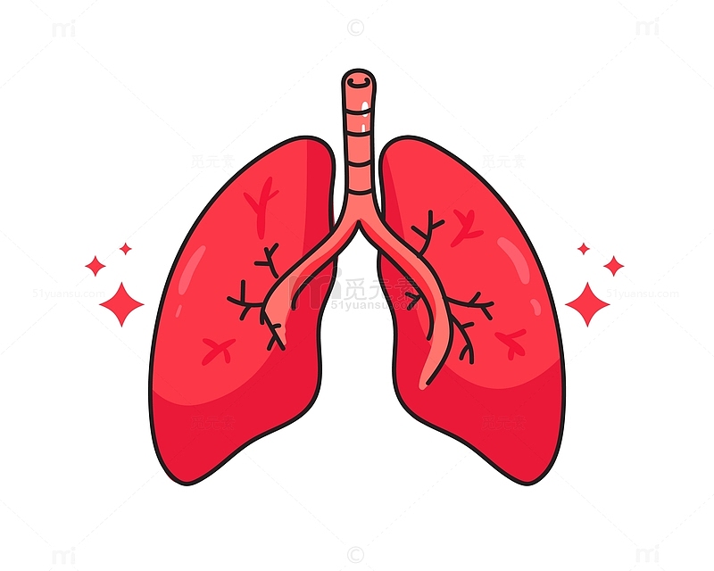 人体解剖生物学器官肺部器官
