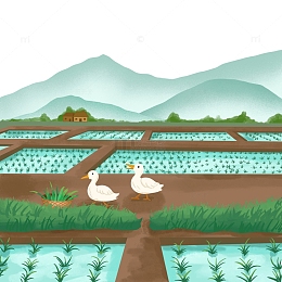 农田稻田谷雨庄家插秧耕作