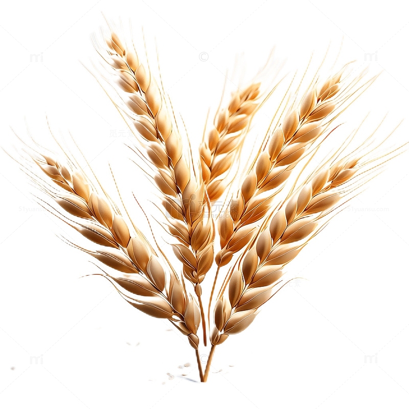3D立体卡通小麦麦穗农作物成熟
