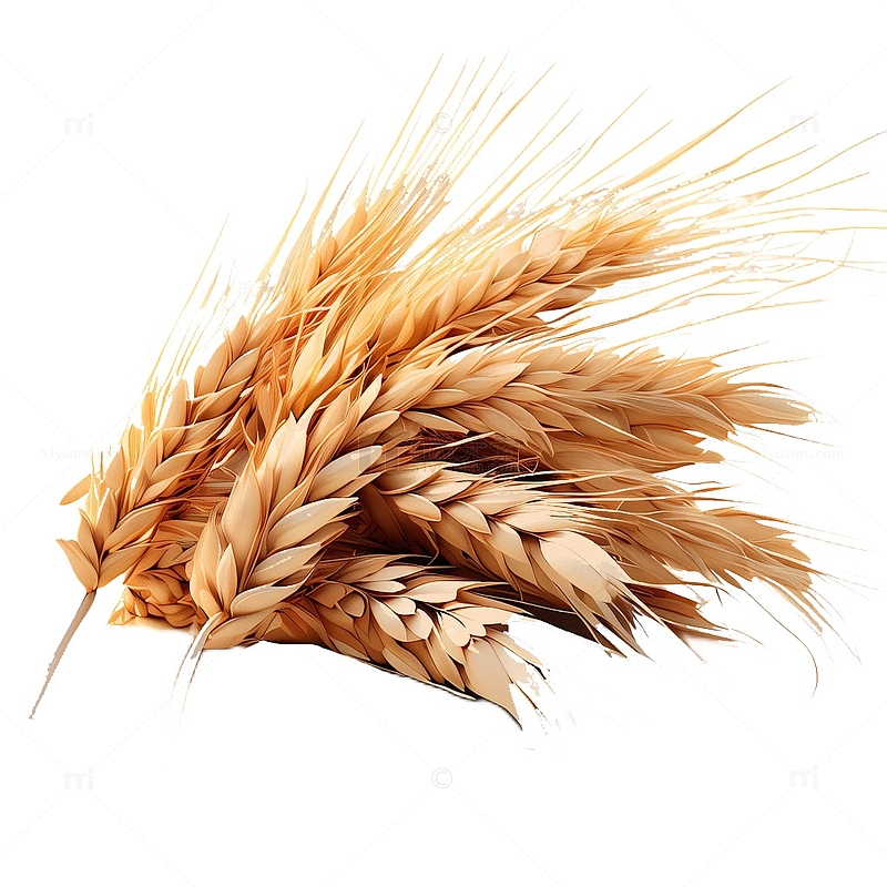 3D立体卡通小麦麦穗农作物丰收