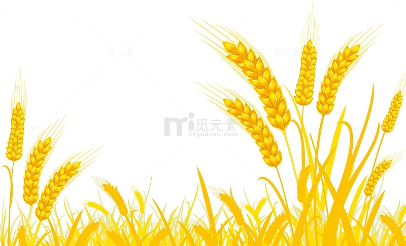 卡通麦地麦穗谷穗