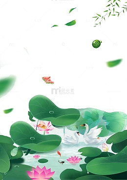 白天鹅荷塘戏水