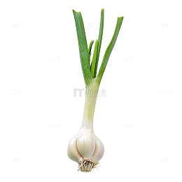 蒜苗蔬菜调味品
