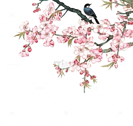 一枝盛开的花枝上的小鸟