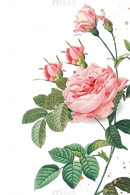 粉红色玫瑰花
