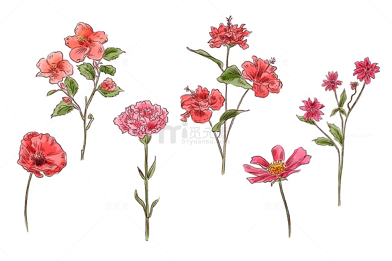 植物学花卉组合手绘