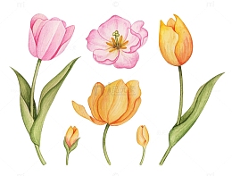 手绘水彩郁金香组合